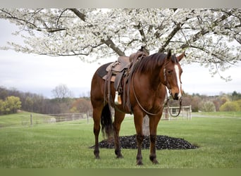 American Quarter Horse, Gelding, 8 years, 14.3 hh, Bay