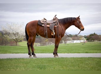 American Quarter Horse, Gelding, 8 years, 14.3 hh, Bay