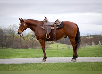 American Quarter Horse, Gelding, 8 years, 14.3 hh, Bay