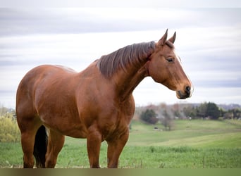 American Quarter Horse, Gelding, 8 years, 14.3 hh, Bay