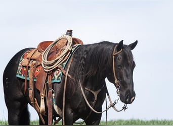 American Quarter Horse, Gelding, 8 years, 14.3 hh, Black
