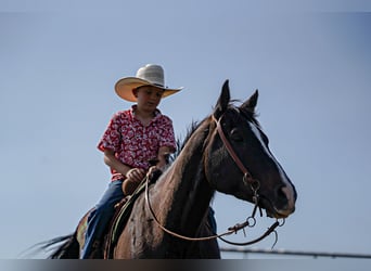 American Quarter Horse, Wallach, 8 Jahre, 14,3 hh, Rappe