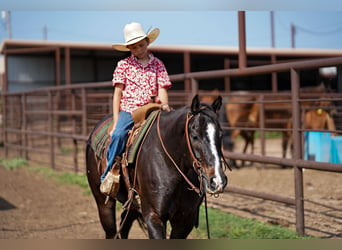 American Quarter Horse, Wallach, 8 Jahre, 14,3 hh, Rappe