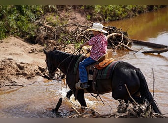 American Quarter Horse, Wallach, 8 Jahre, 14,3 hh, Rappe