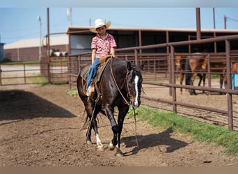 American Quarter Horse, Wallach, 8 Jahre, 14,3 hh, Rappe