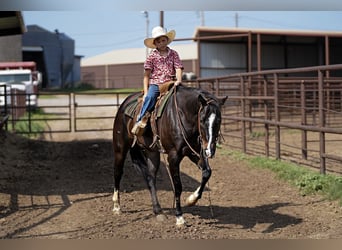 American Quarter Horse, Wallach, 8 Jahre, 14,3 hh, Rappe