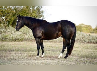 American Quarter Horse, Wallach, 8 Jahre, 14,3 hh, Rappe