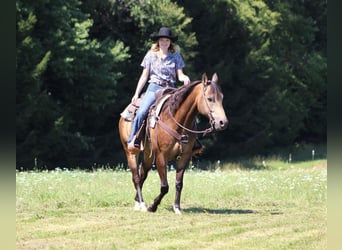 American Quarter Horse, Gelding, 8 years, 14.3 hh, Buckskin