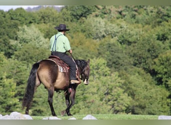 American Quarter Horse, Gelding, 8 years, 14.3 hh, Buckskin