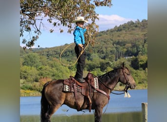 American Quarter Horse, Gelding, 8 years, 14.3 hh, Buckskin