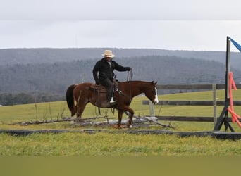 American Quarter Horse, Gelding, 8 years, 14.3 hh, Chestnut