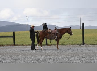 American Quarter Horse, Gelding, 8 years, 14.3 hh, Chestnut