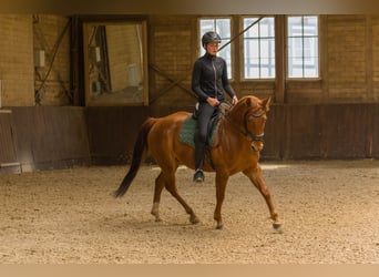 American Quarter Horse, Gelding, 8 years, 14.3 hh, Chestnut-Red