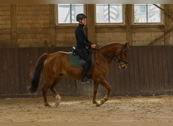 American Quarter Horse, Gelding, 8 years, 14.3 hh, Chestnut-Red