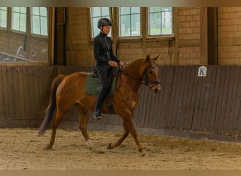 American Quarter Horse, Gelding, 8 years, 14.3 hh, Chestnut-Red