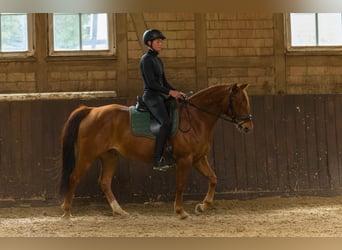 American Quarter Horse, Gelding, 8 years, 14.3 hh, Chestnut-Red