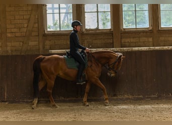 American Quarter Horse, Gelding, 8 years, 14.3 hh, Chestnut-Red