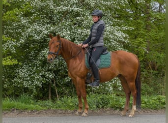 American Quarter Horse, Gelding, 8 years, 14.3 hh, Chestnut-Red