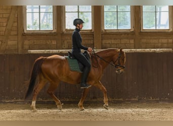 American Quarter Horse, Gelding, 8 years, 14.3 hh, Chestnut-Red