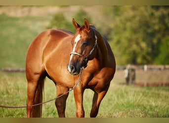 American Quarter Horse, Gelding, 8 years, 14,3 hh, Chestnut-Red