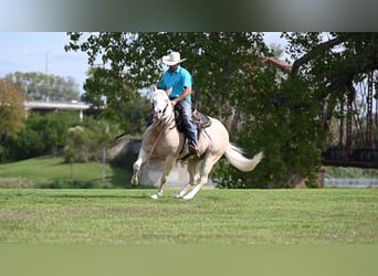American Quarter Horse, Gelding, 8 years, 14.3 hh, Cremello