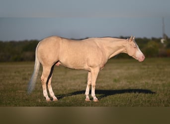 American Quarter Horse, Gelding, 8 years, 14.3 hh, Cremello
