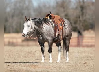 American Quarter Horse, Gelding, 8 years, 14.3 hh, Gray-Dapple