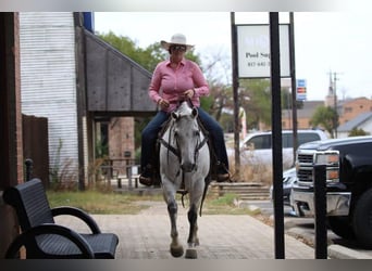 American Quarter Horse, Gelding, 8 years, 14.3 hh, Gray