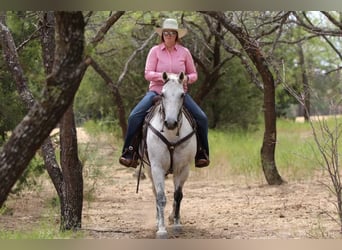 American Quarter Horse, Gelding, 8 years, 14.3 hh, Gray