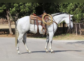 American Quarter Horse, Gelding, 8 years, 14.3 hh, Gray