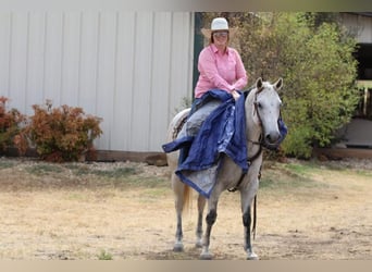 American Quarter Horse, Gelding, 8 years, 14.3 hh, Gray