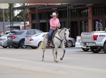 American Quarter Horse, Gelding, 8 years, 14.3 hh, Gray