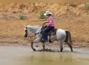American Quarter Horse, Gelding, 8 years, 14.3 hh, Gray