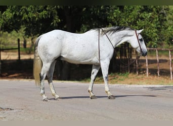 American Quarter Horse, Gelding, 8 years, 14.3 hh, Gray