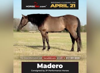 American Quarter Horse, Gelding, 8 years, 14.3 hh, Grullo