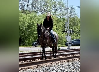 American Quarter Horse, Gelding, 8 years, 14.3 hh, Grullo