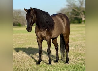 American Quarter Horse, Gelding, 8 years, 14.3 hh, Grullo
