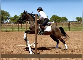 American Quarter Horse, Gelding, 8 years, 14.3 hh, Grullo