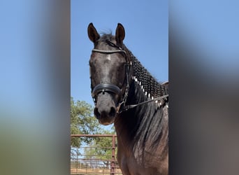 American Quarter Horse, Gelding, 8 years, 14.3 hh, Grullo