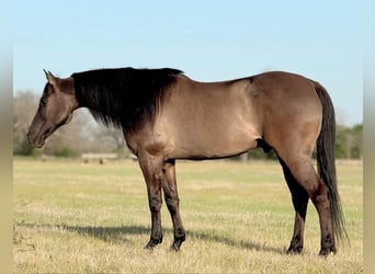 American Quarter Horse, Gelding, 8 years, 14.3 hh, Grullo