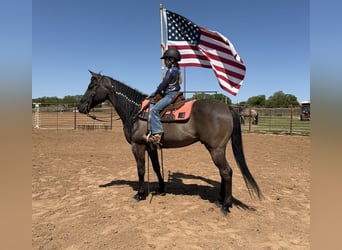 American Quarter Horse, Gelding, 8 years, 14.3 hh, Grullo