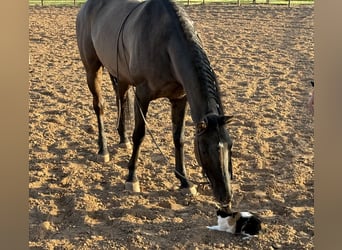 American Quarter Horse, Gelding, 8 years, 14.3 hh, Grullo