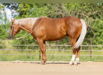 American Quarter Horse, Gelding, 8 years, 14.3 hh, Palomino