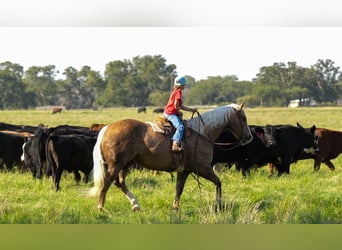 American Quarter Horse, Wallach, 8 Jahre, 14,3 hh, Palomino