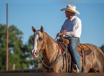 American Quarter Horse, Wallach, 8 Jahre, 14,3 hh, Palomino