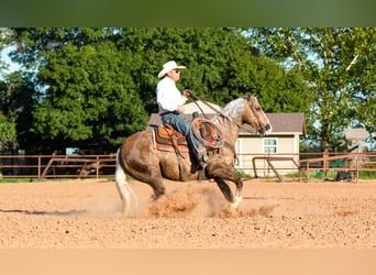 American Quarter Horse, Wallach, 8 Jahre, 14,3 hh, Palomino