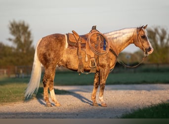 American Quarter Horse, Wallach, 8 Jahre, 14,3 hh, Palomino