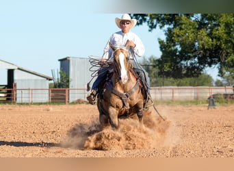 American Quarter Horse, Wallach, 8 Jahre, 14,3 hh, Palomino