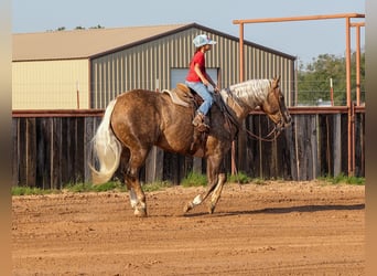 American Quarter Horse, Wallach, 8 Jahre, 14,3 hh, Palomino