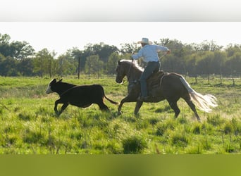 American Quarter Horse, Wallach, 8 Jahre, 14,3 hh, Palomino